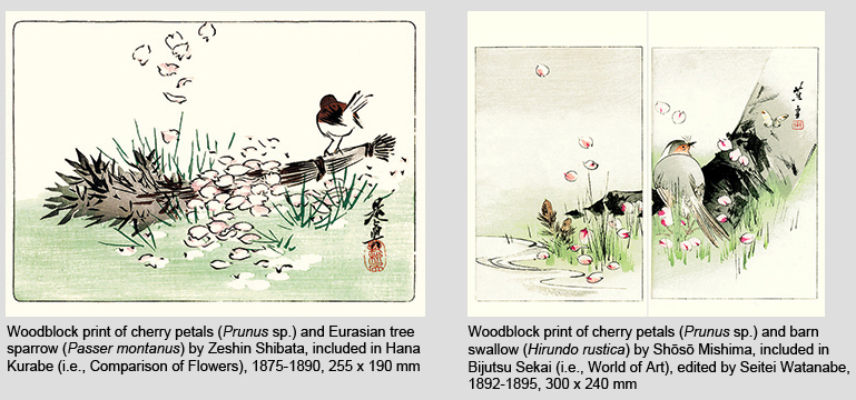 Falling cherry petals